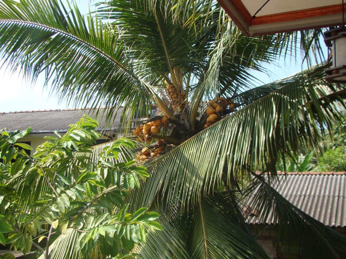 Moragalla Dilu Villa Beruwala Extérieur photo